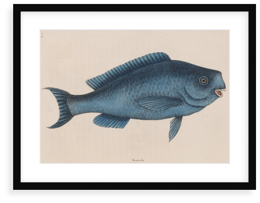 Bluefish by Mark Catesby