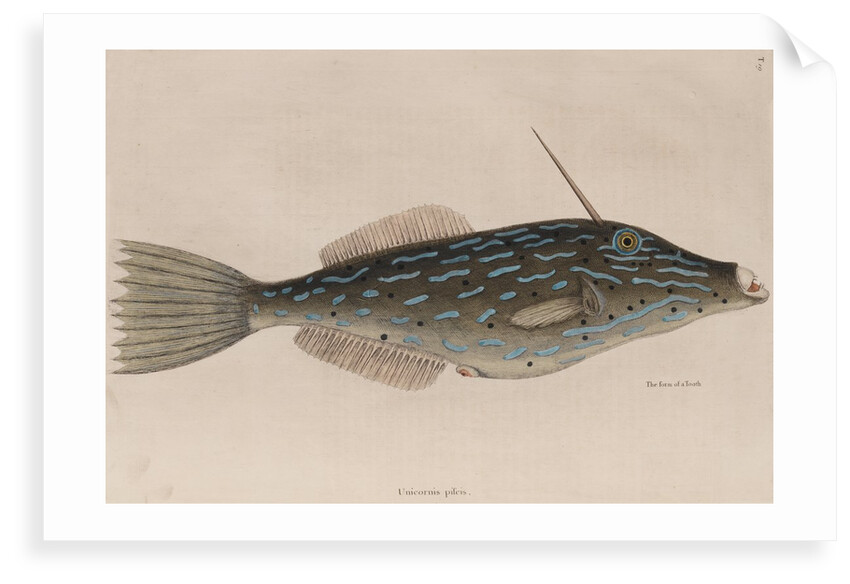 Scrawled filefish by Mark Catesby