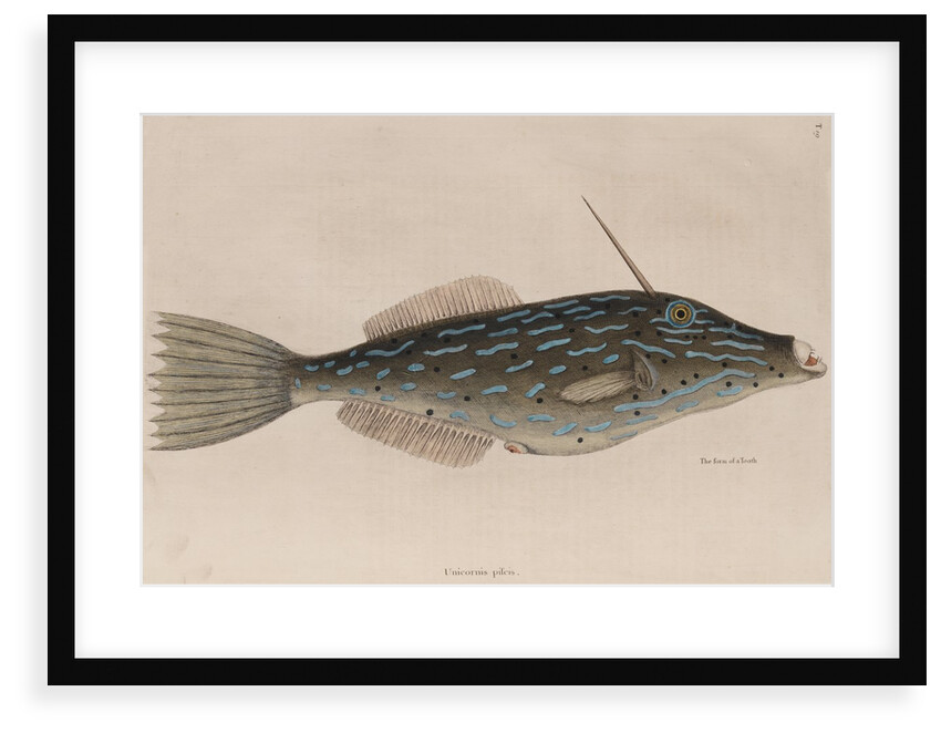Scrawled filefish by Mark Catesby
