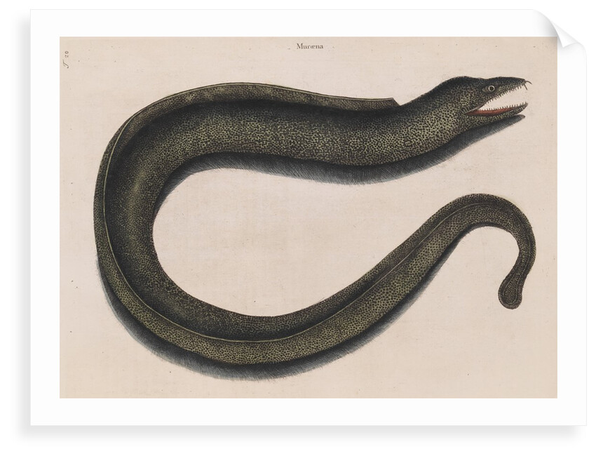 Blackcheek moray eel by Mark Catesby