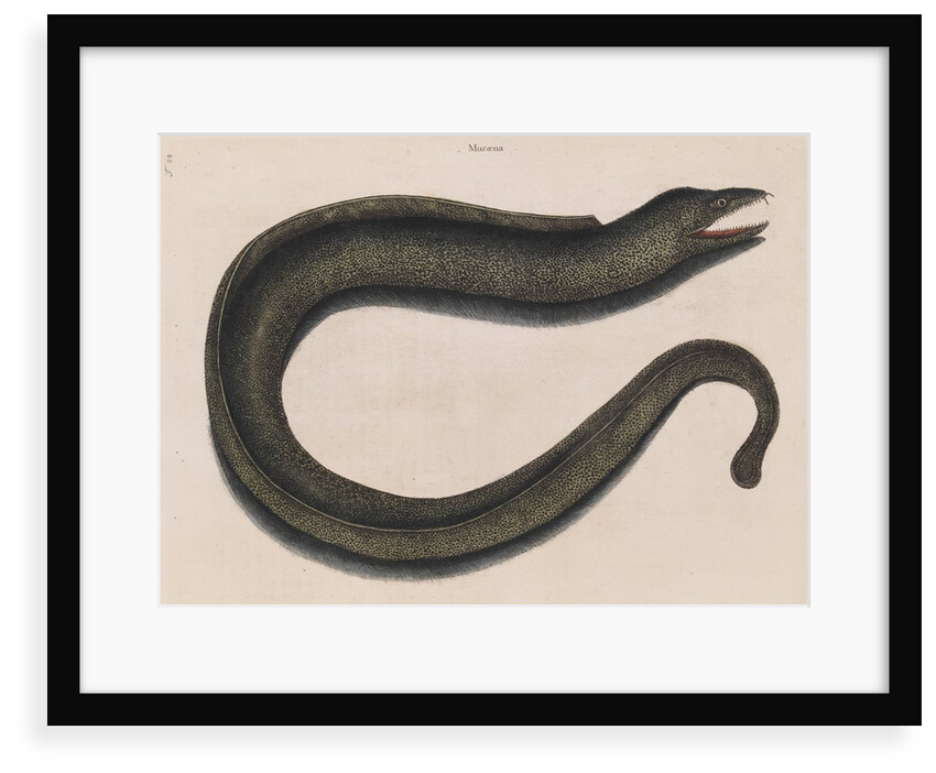 Blackcheek moray eel by Mark Catesby