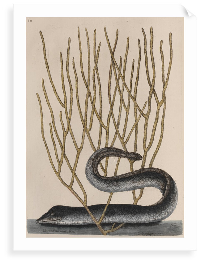 Blackcheek moray eel by Mark Catesby
