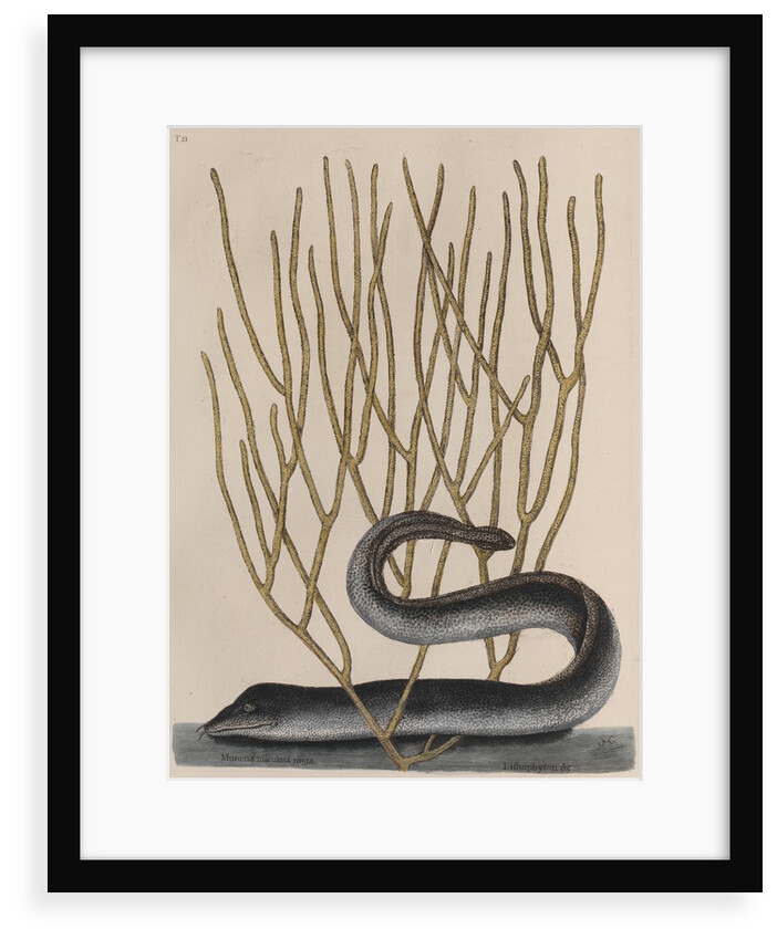 Blackcheek moray eel by Mark Catesby