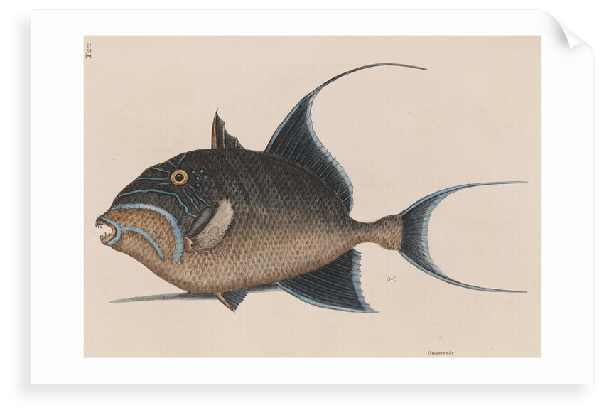 'Old wife' by Mark Catesby