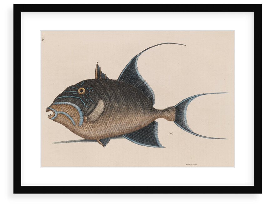 'Old wife' by Mark Catesby