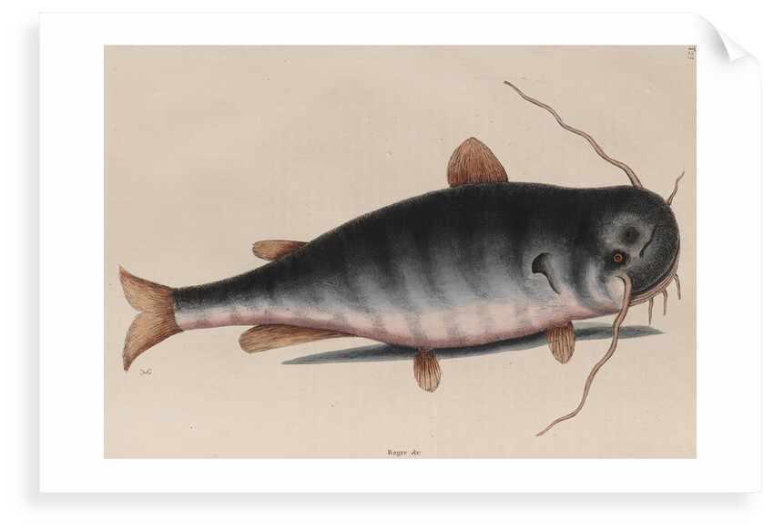 Catfish by Mark Catesby