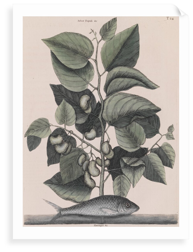 Pilchard by Mark Catesby