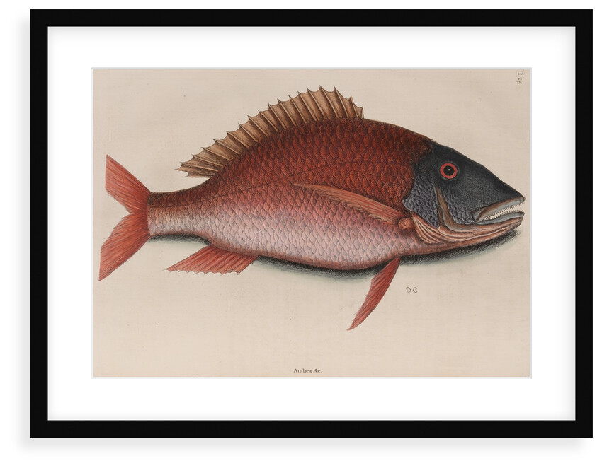 Mutton snapper by Mark Catesby