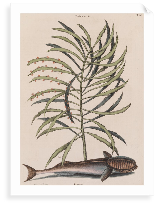 Live sharksucker by Mark Catesby