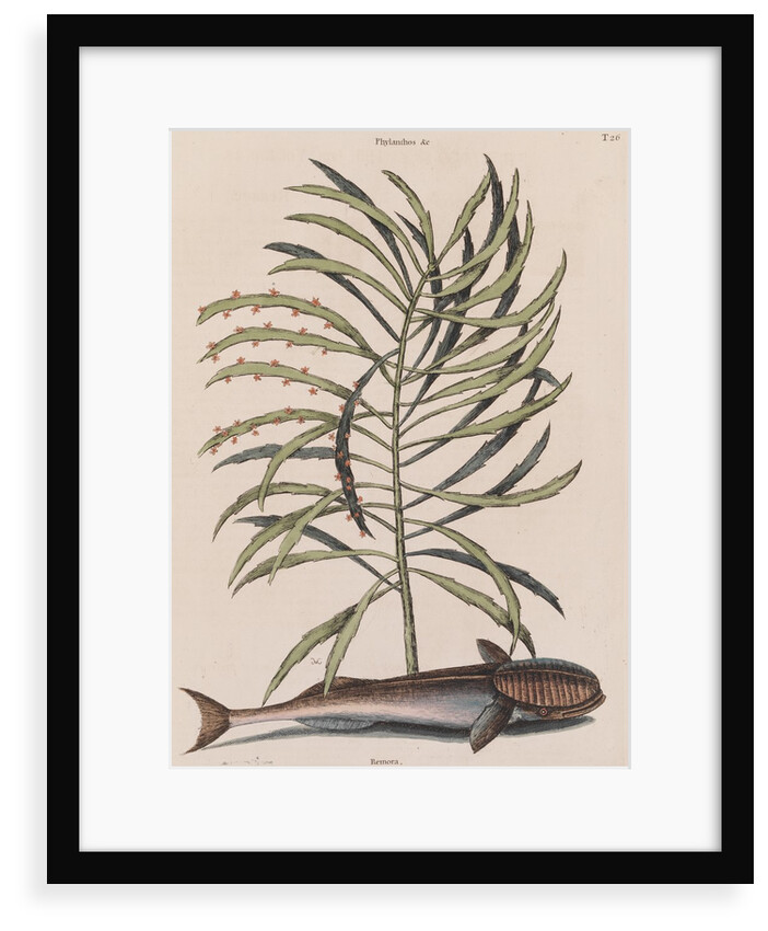 Live sharksucker by Mark Catesby