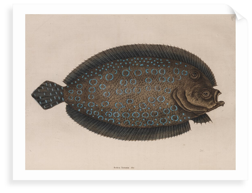 American sole by Mark Catesby
