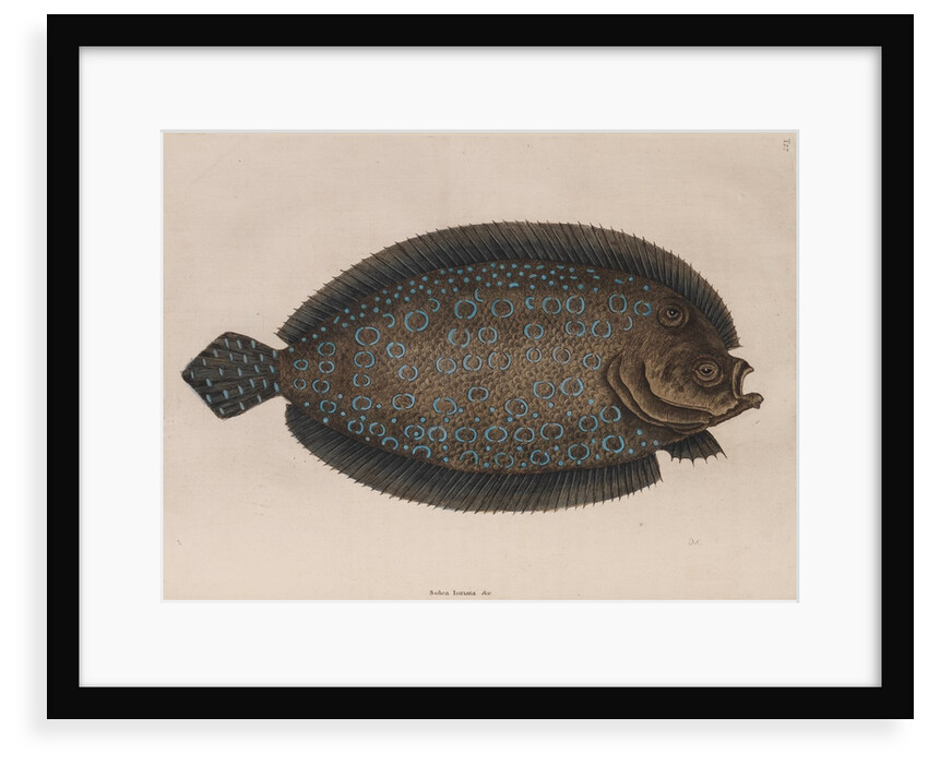 American sole by Mark Catesby