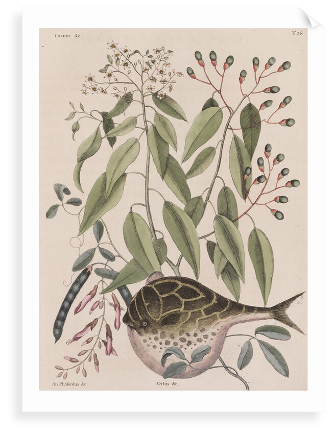 Globefish by Mark Catesby