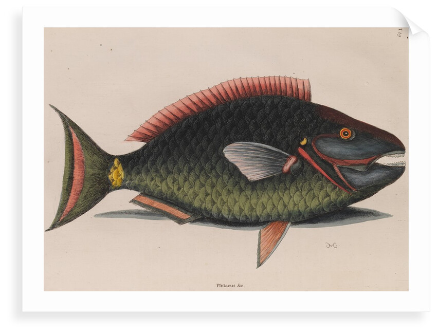 Parrotfish by Mark Catesby