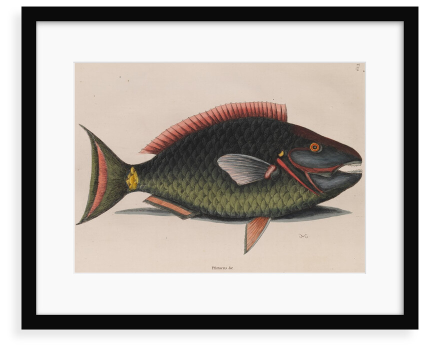 Parrotfish by Mark Catesby