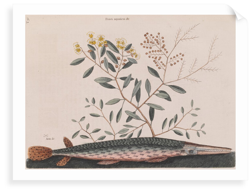 Garfish by Mark Catesby
