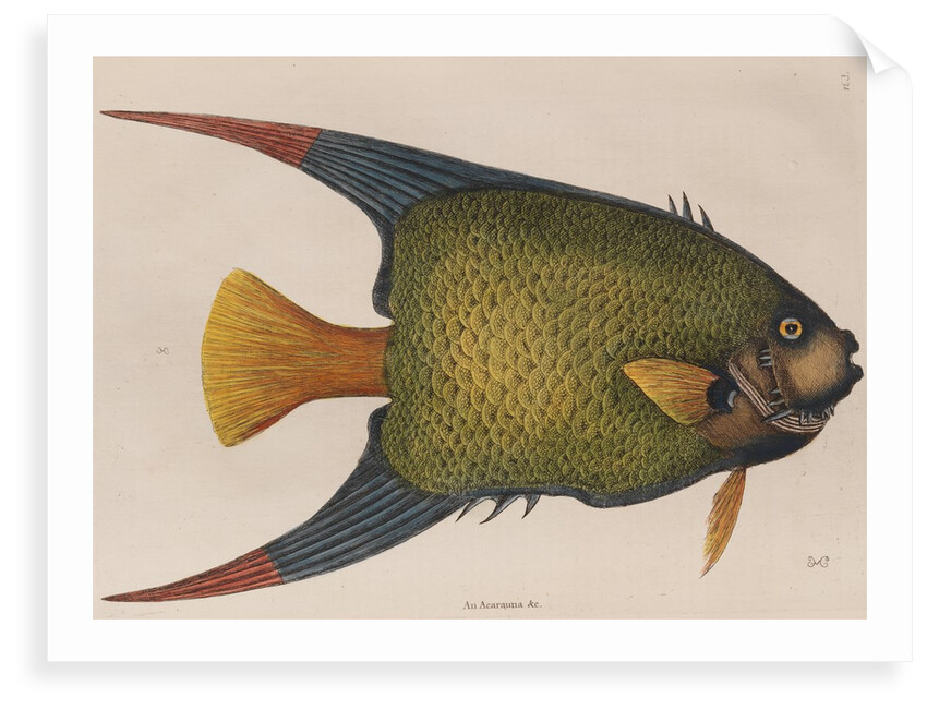 Angelfish by Mark Catesby
