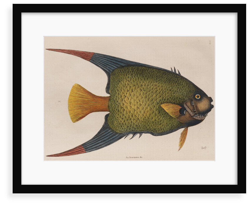 Angelfish by Mark Catesby