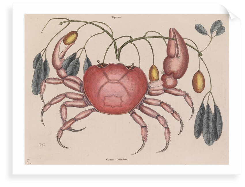 Land crab by Mark Catesby
