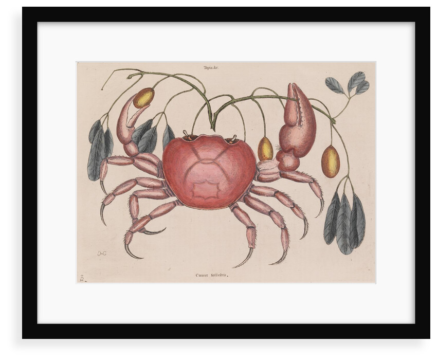 Land crab by Mark Catesby