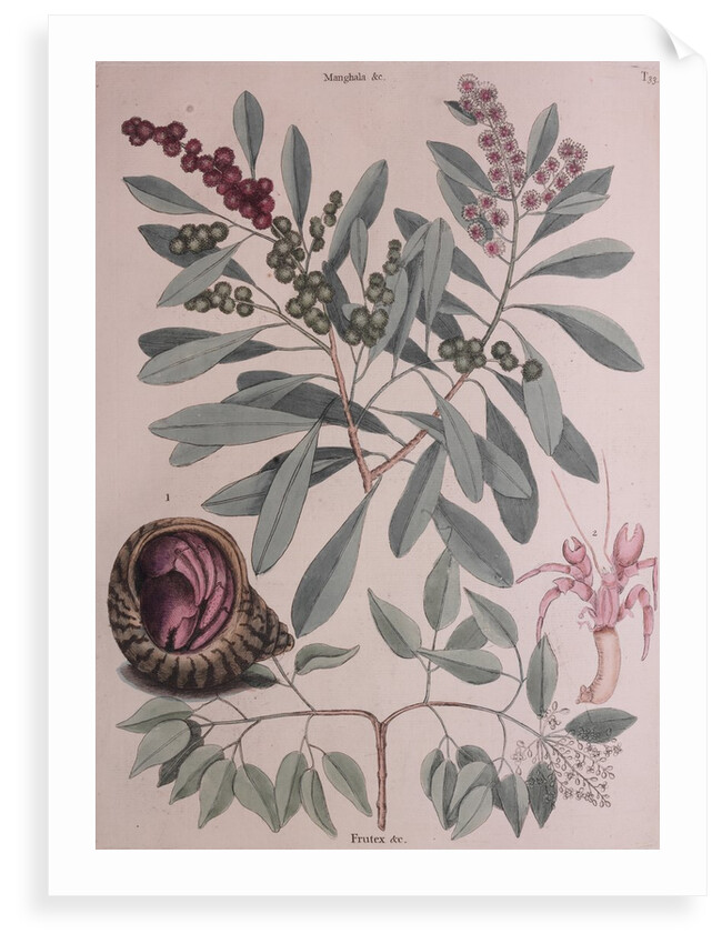 Hermit crab by Mark Catesby
