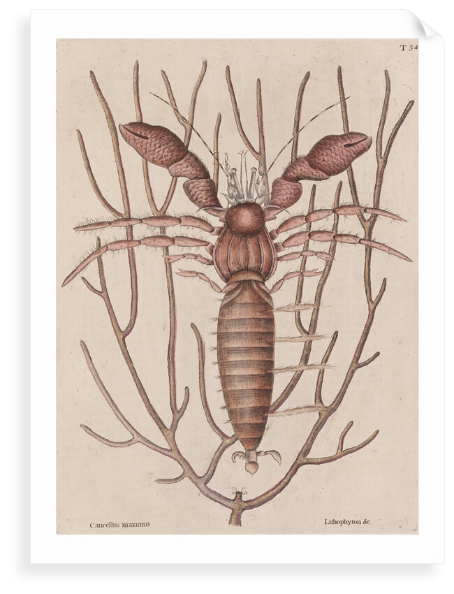 Seawater hermit crab by Mark Catesby
