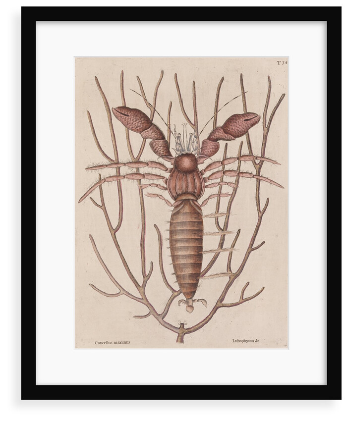 Seawater hermit crab by Mark Catesby