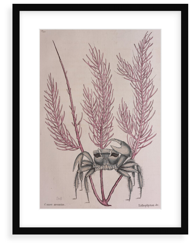 Sand crab by Mark Catesby