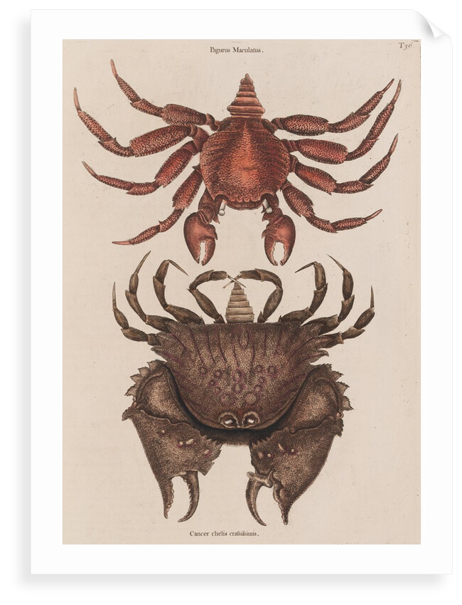 Red rock crab and box crab by Mark Catesby