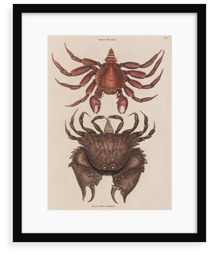 Red rock crab and box crab by Mark Catesby