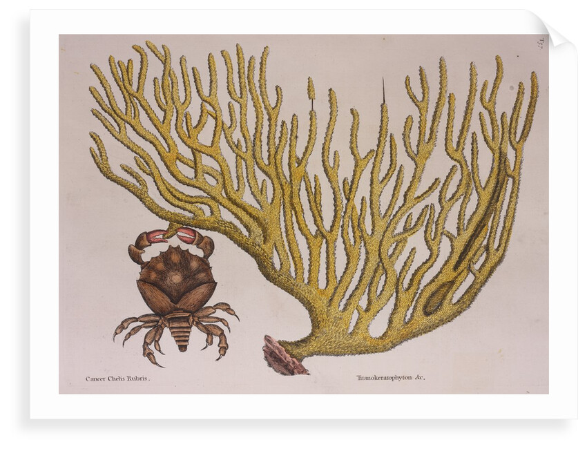 Red-clawed crab by Mark Catesby