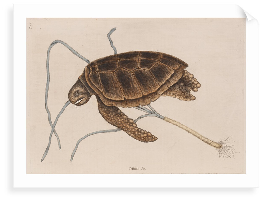 Green sea turtle by Mark Catesby