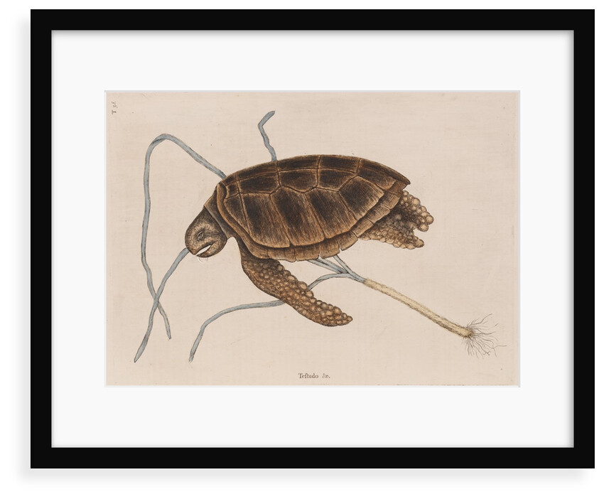 Green sea turtle by Mark Catesby