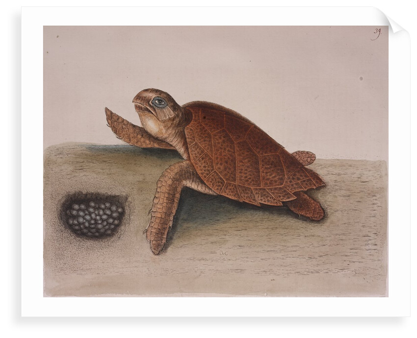 Hawksbill sea turtle by Mark Catesby