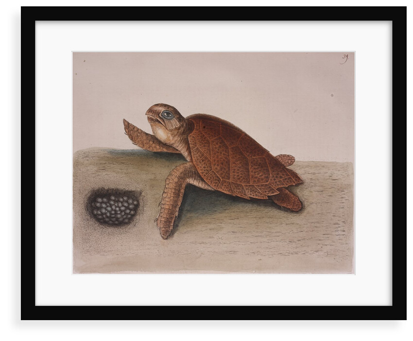 Hawksbill sea turtle by Mark Catesby