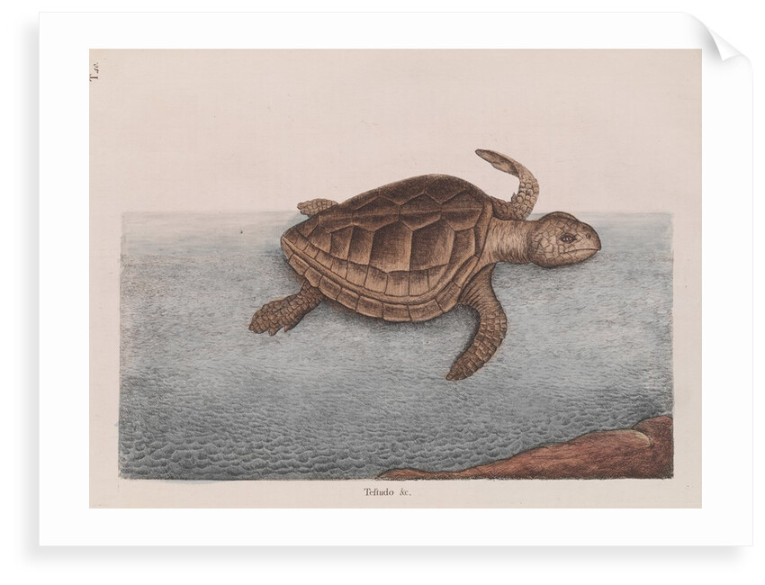 Loggerhead sea turtle by Mark Catesby