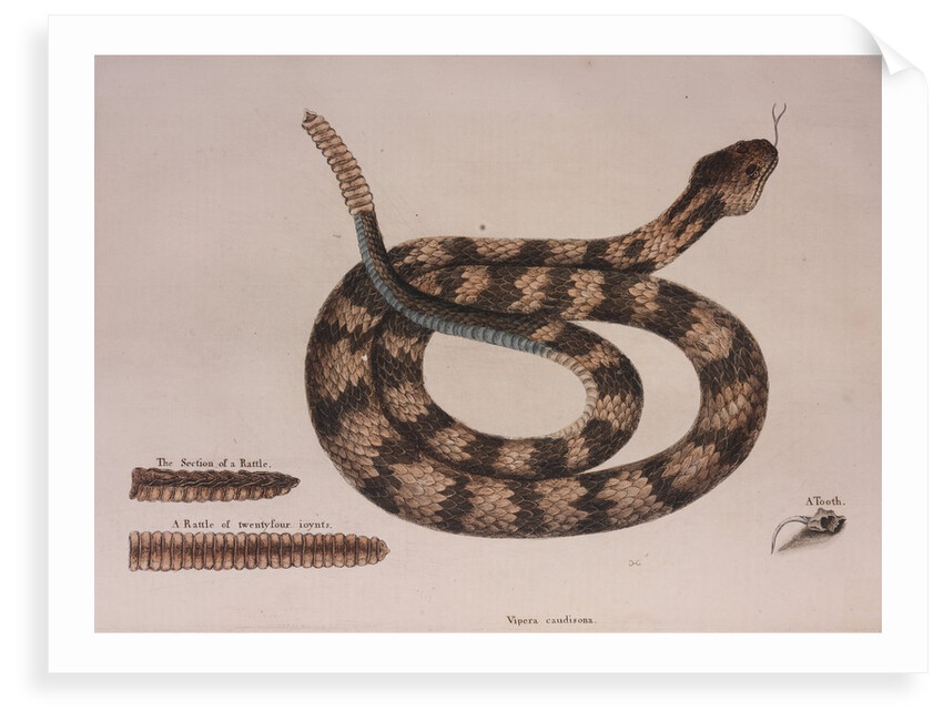 Rattlesnake by Mark Catesby