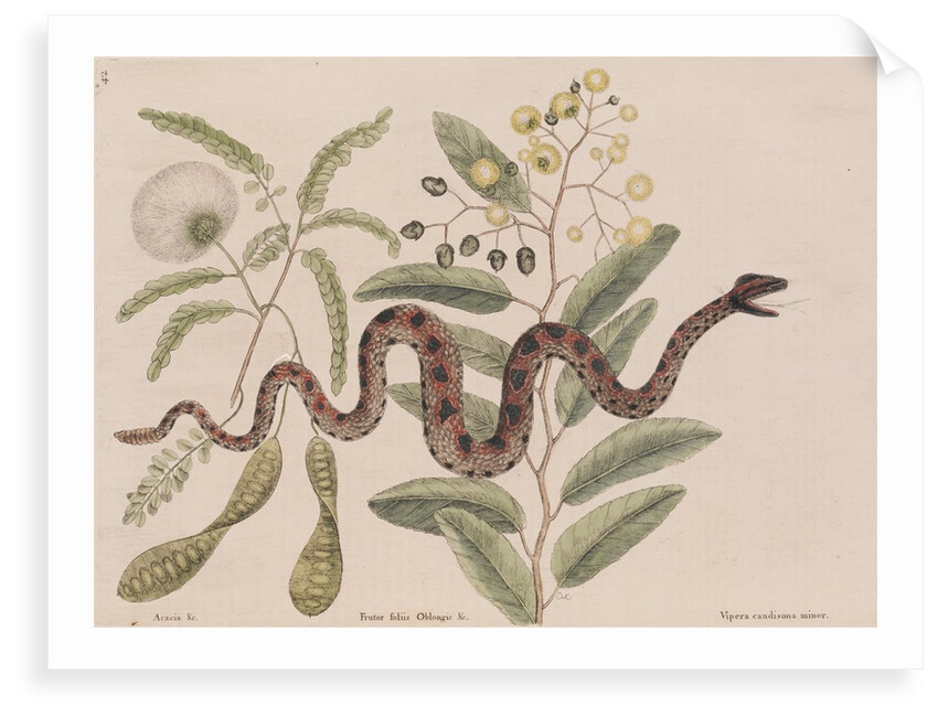 Small rattlesnake by Mark Catesby