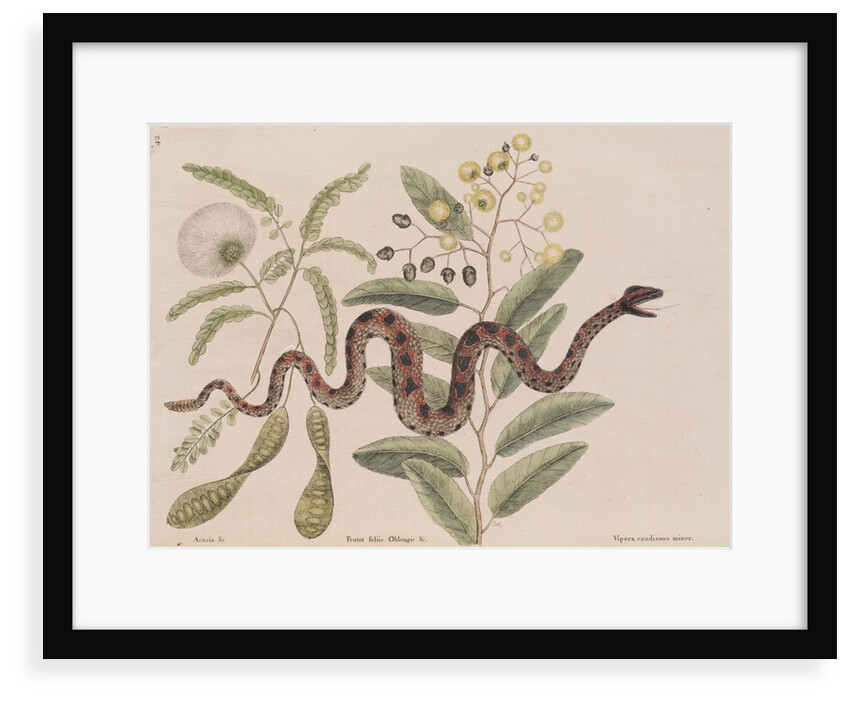 Small rattlesnake by Mark Catesby