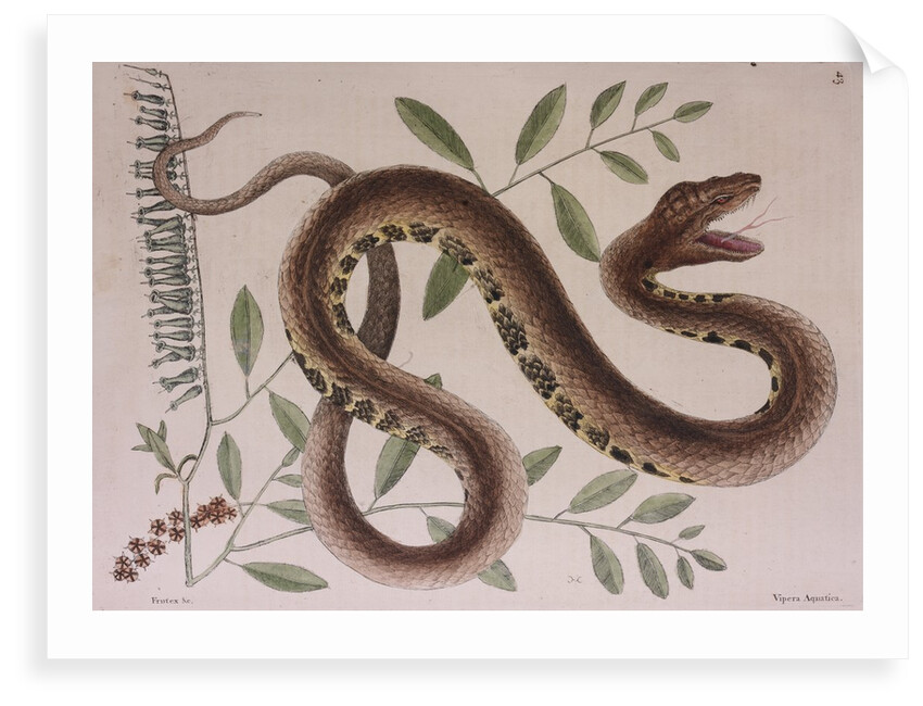 Pit viper by Mark Catesby