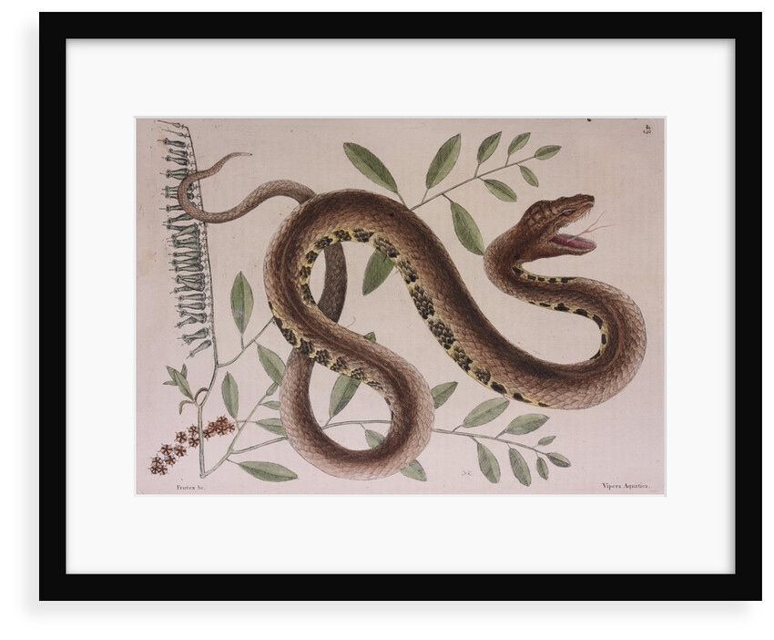 Pit viper by Mark Catesby