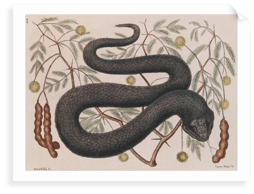 Eastern hog-nosed snake by Mark Catesby