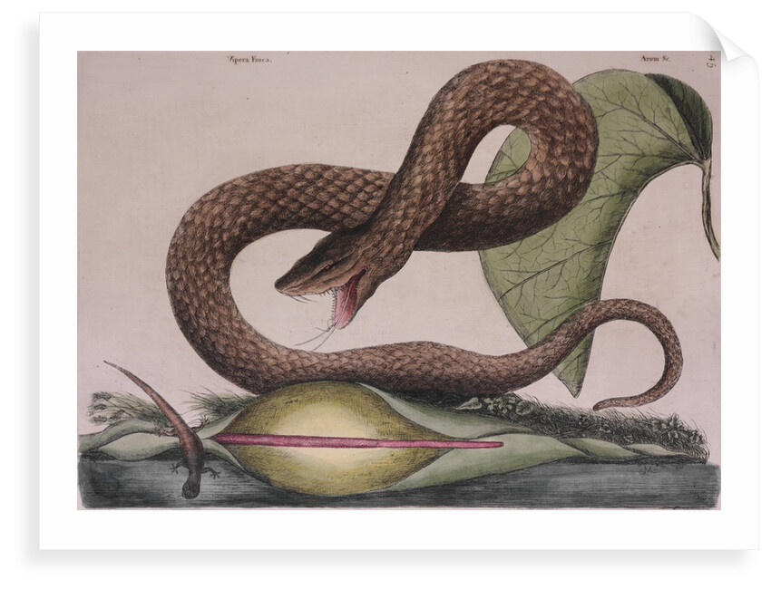 Eastern hog-nosed snake by Mark Catesby