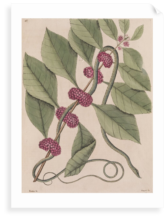 Copperbelly water snake by Mark Catesby