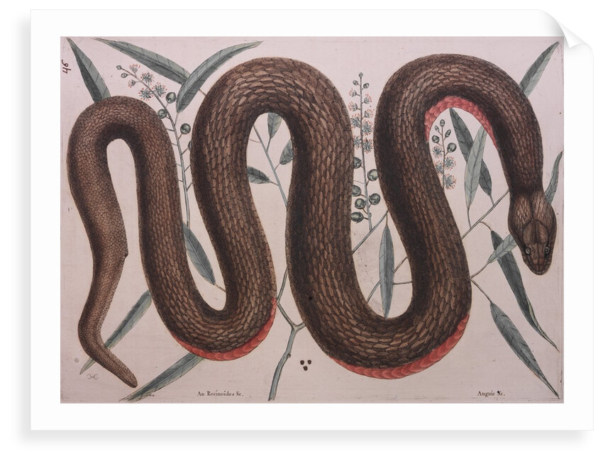 Rough green snake by Mark Catesby