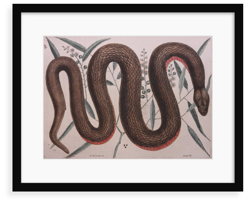 Rough green snake by Mark Catesby
