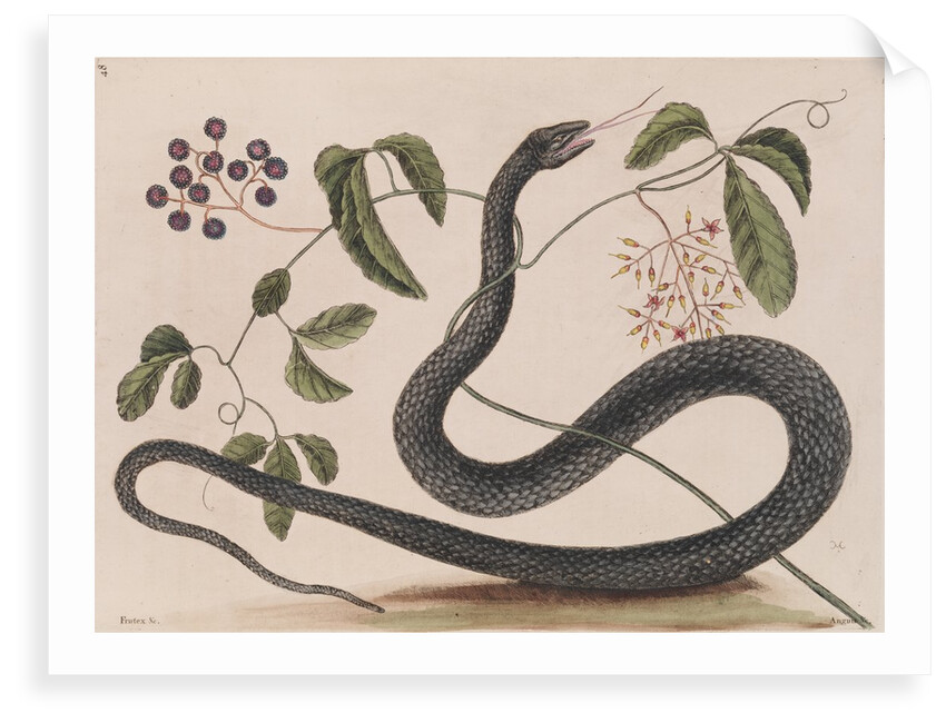 Black rat snake by Mark Catesby