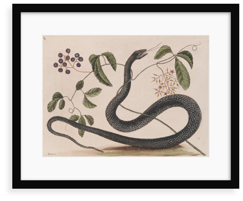 Black rat snake by Mark Catesby