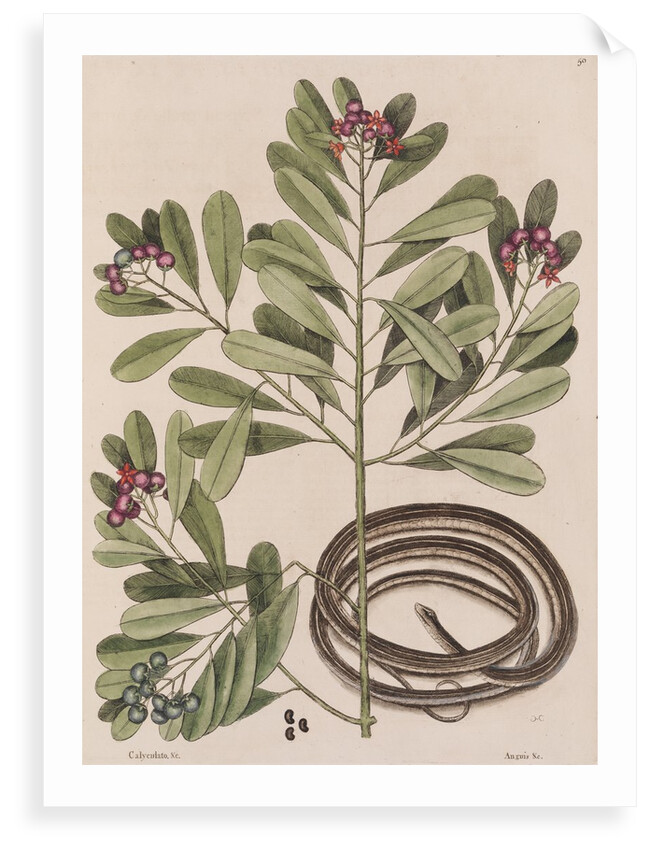 Ribbon snake by Mark Catesby