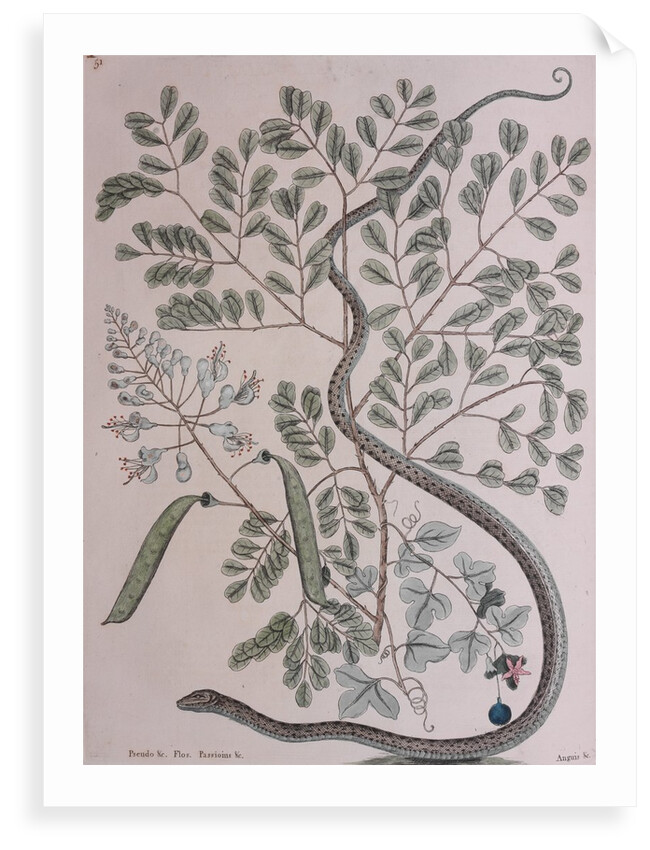 Ribbon snake by Mark Catesby